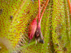 Drosera bulbosa