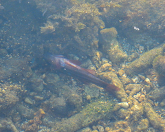 Sepioteuthis lessoniana