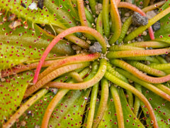 Drosera bulbosa