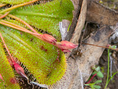 Drosera bulbosa