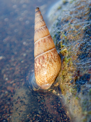 Stenomelania plicaria