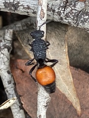 Ephutomorpha distinguenda