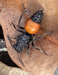 Ephutomorpha distinguenda