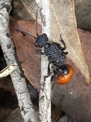 Ephutomorpha distinguenda