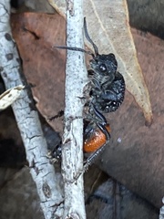 Ephutomorpha distinguenda