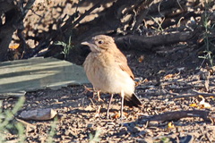 Oenanthe isabellina