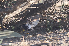 Oenanthe isabellina