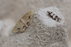 Idaea belemiata