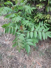 Ailanthus altissima