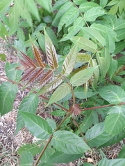 Ailanthus altissima