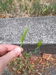 Hordeum murinum