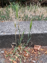 Hordeum murinum