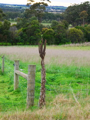 Verbascum thapsus thapsus