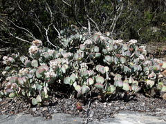 Crassula arborescens arborescens