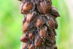 Verbascum thapsus thapsus