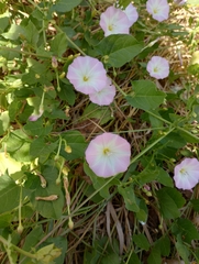 Convolvulus arvensis