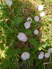 Convolvulus arvensis