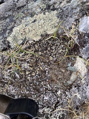 Psora rubiformis