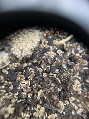 Psora rubiformis