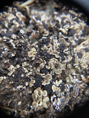 Psora rubiformis