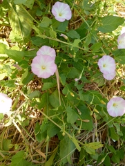 Convolvulus arvensis