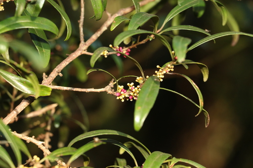 Image of Myrsine angusta by (c) Greg Tasney, some rights reserved (CC BY-SA)