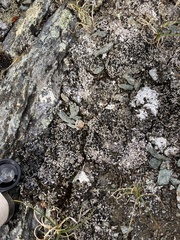 Psora rubiformis