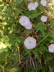 Convolvulus arvensis
