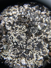 Psora rubiformis