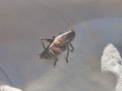 Psorodonotus fieberi