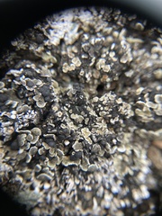 Psora rubiformis