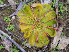 Drosera bulbosa