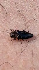 Chrysobothris solieri