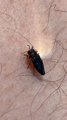 Chrysobothris solieri