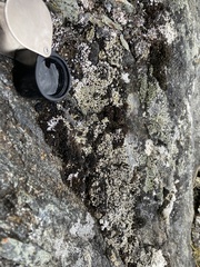 Psora rubiformis