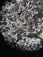 Psora rubiformis