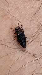 Chrysobothris solieri