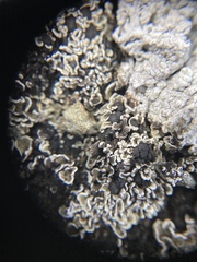 Psora rubiformis
