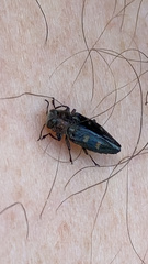 Chrysobothris solieri