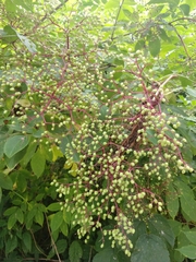 Sambucus nigra