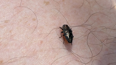 Chrysobothris solieri