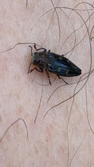 Chrysobothris solieri