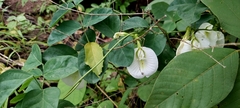 Clitoria ternatea albiflora