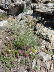 Artemisia genipi