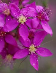 Calytrix fraseri