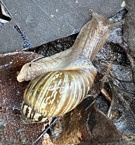 Bothriembryon revectus · iNaturalist