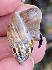 Bothriembryon revectus