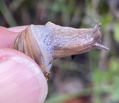 Bothriembryon revectus