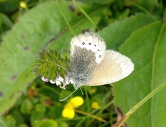 Coenonympha gardetta