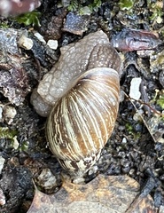 Bothriembryon revectus